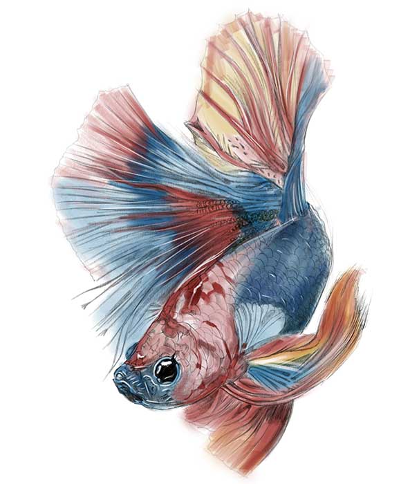 Fighting Fish FTW Range